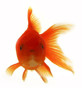 zasto fizicka hemija